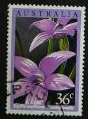 Elythranthera emarginata